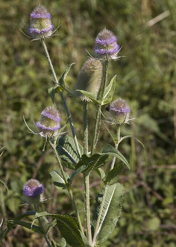 Grote kaardenbol - Dipsacus fullonum : Zakje