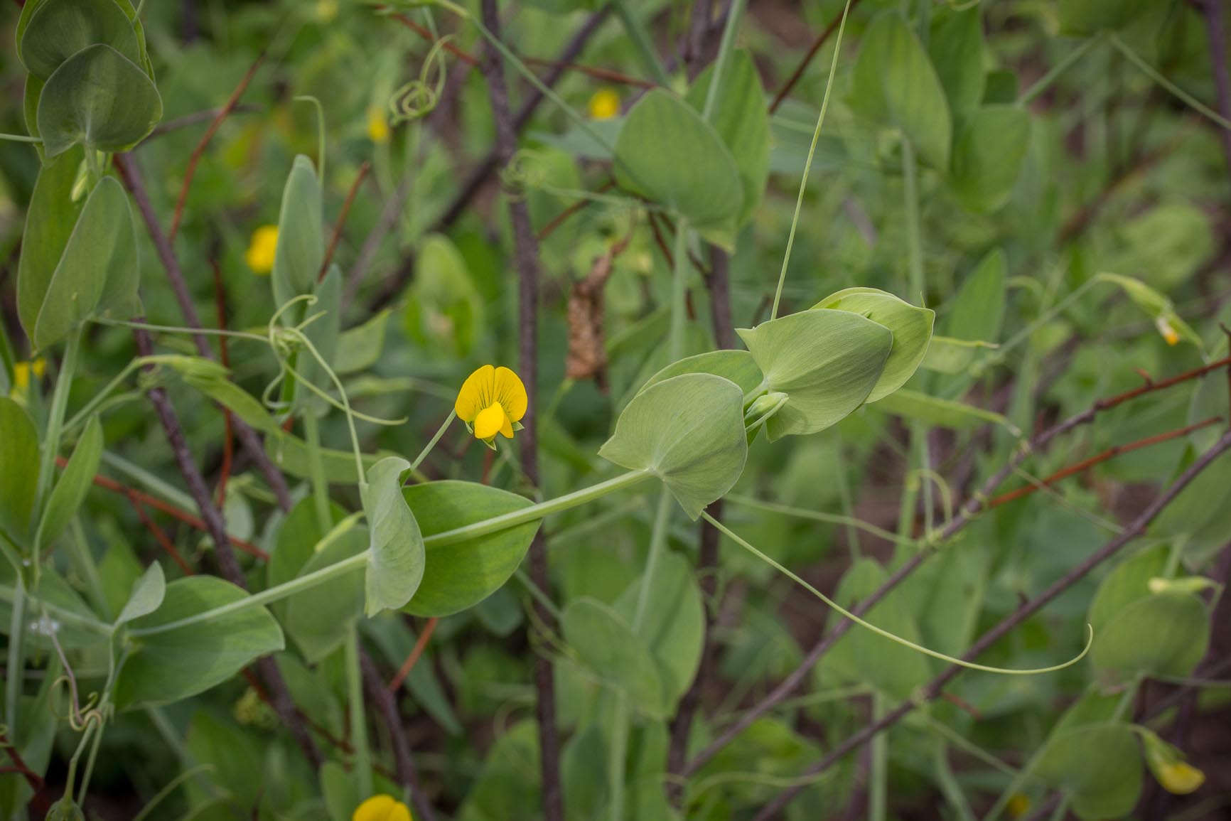 Naakte lathyrus - Lathyrus aphaca : Losse grammen