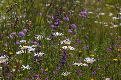 ‘Carnavalsmengsels’ vs. Inheemse bloemenmengsels 