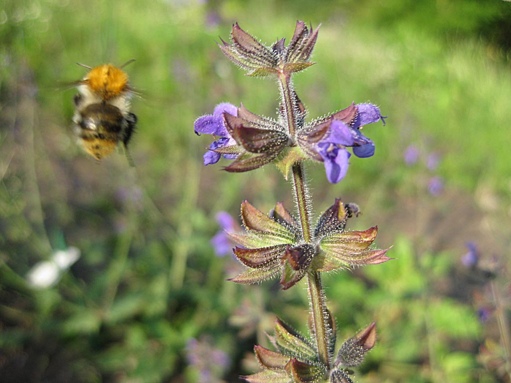 Veldsalie - Salvia pratensis : Losse grammen