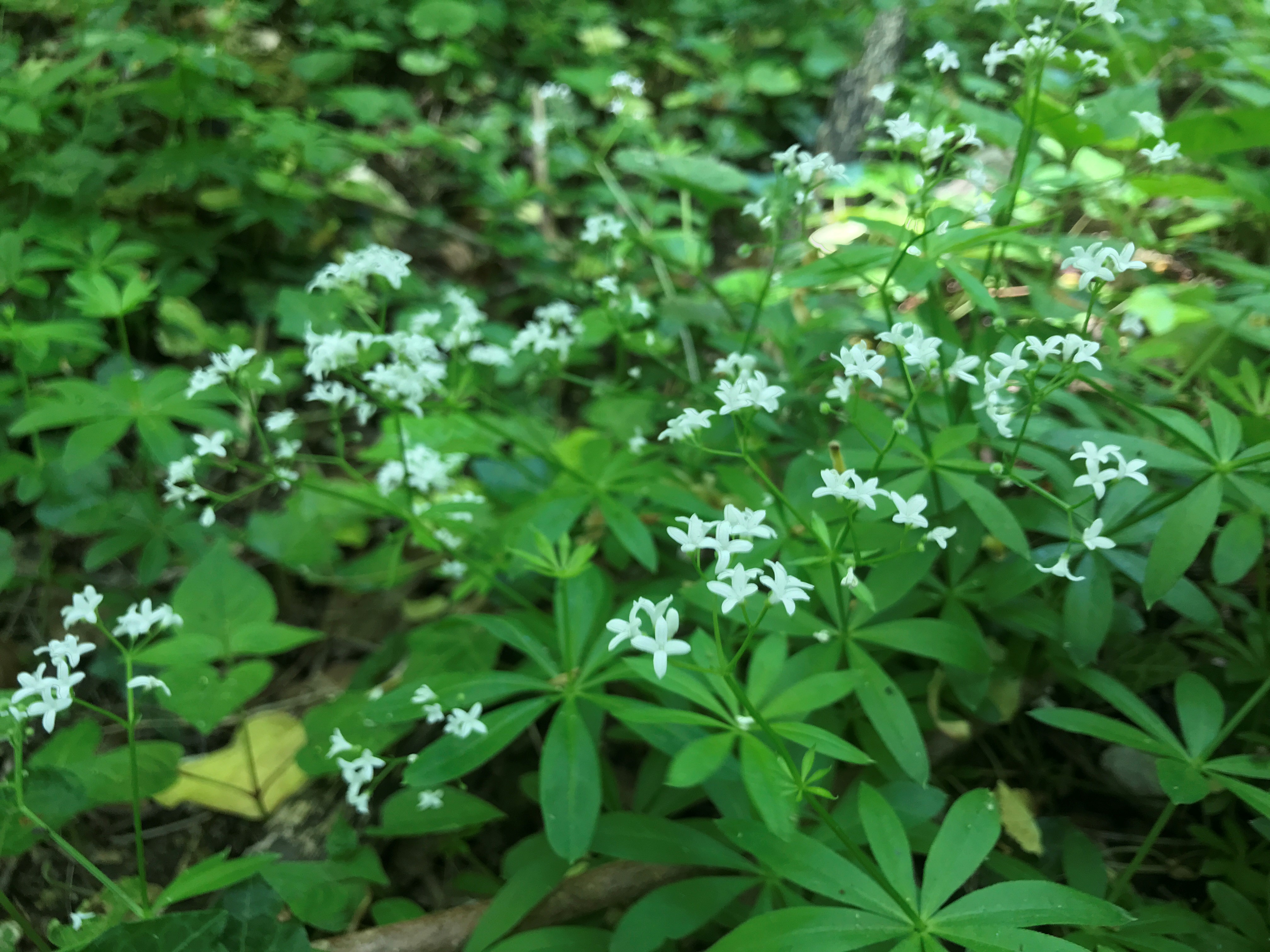 Lievevrouwebedstro - Galium odoratum : Plant in P9 pot