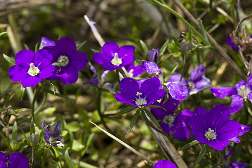 Groot spiegelklokje - Legousia speculum-veneris : Zakje