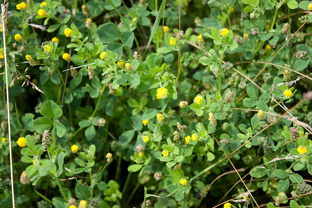 Hopklaver - Medicago lupulina : Losse grammen