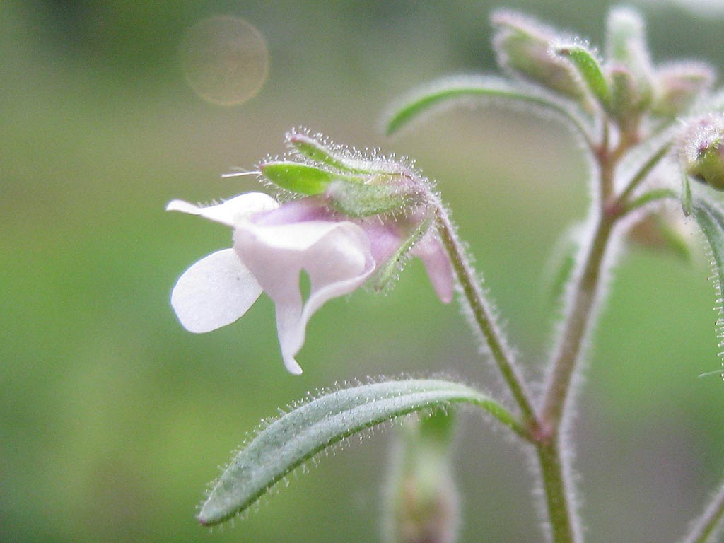 Kleine leeuwenbek - Chaenorhinum minus : Zakje