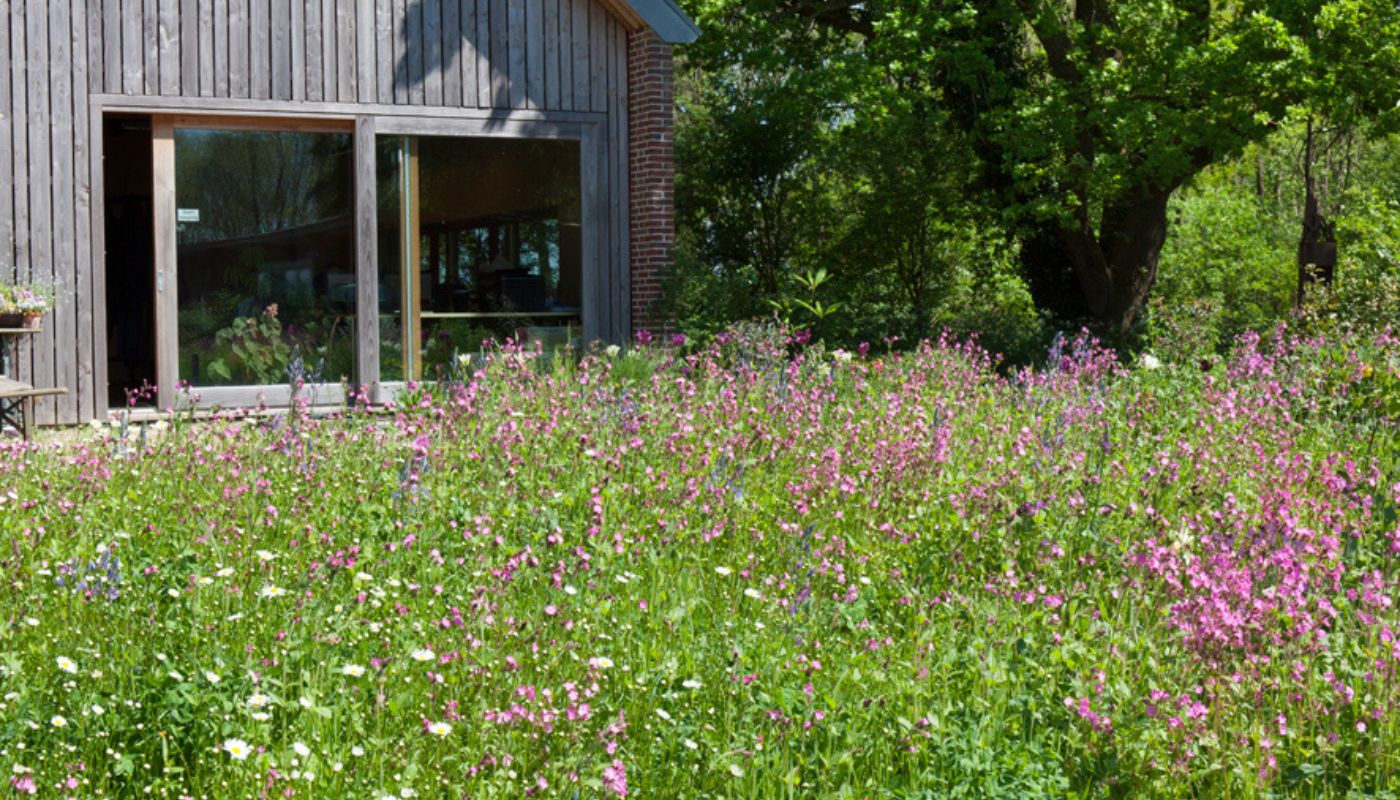 Wilde planten voor in tuin Cruydt-Hoeck