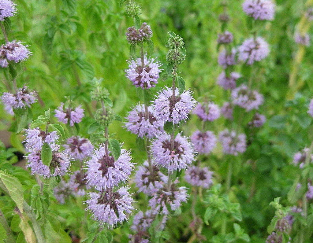 Polei - Mentha pulegium : Losse grammen