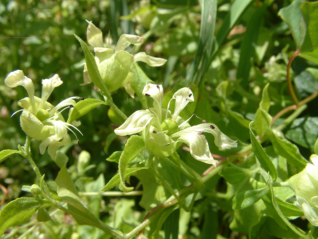 Besanjelier - Silene baccifera : Zakje