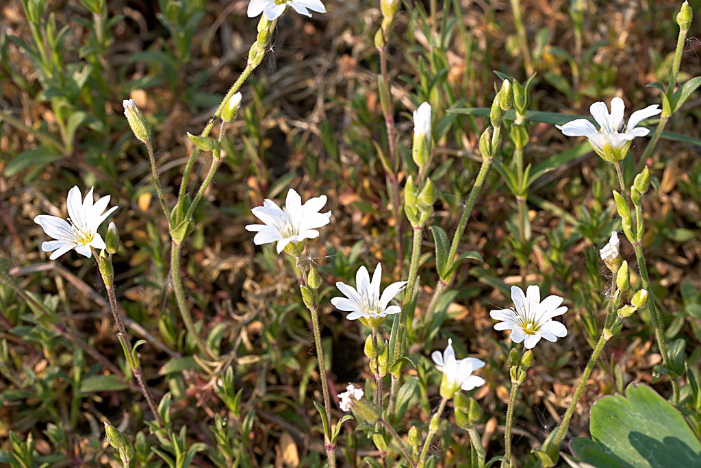 Akkerhoornbloem - Cerastium arvense : Losse grammen