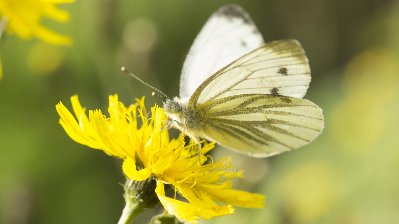 Boshavikskruid - Hieracium sectie Sabauda : Zakje