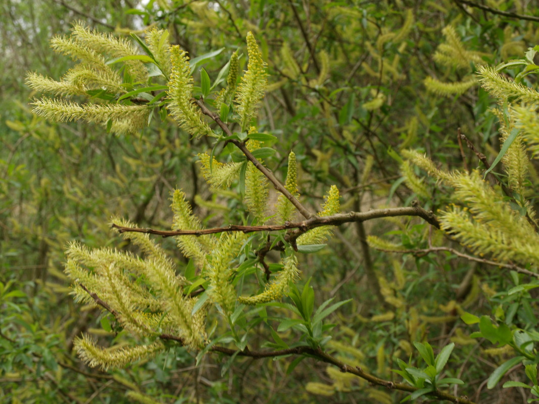 Amandelwilg - Salix triandra : Los stuk wortelgoed