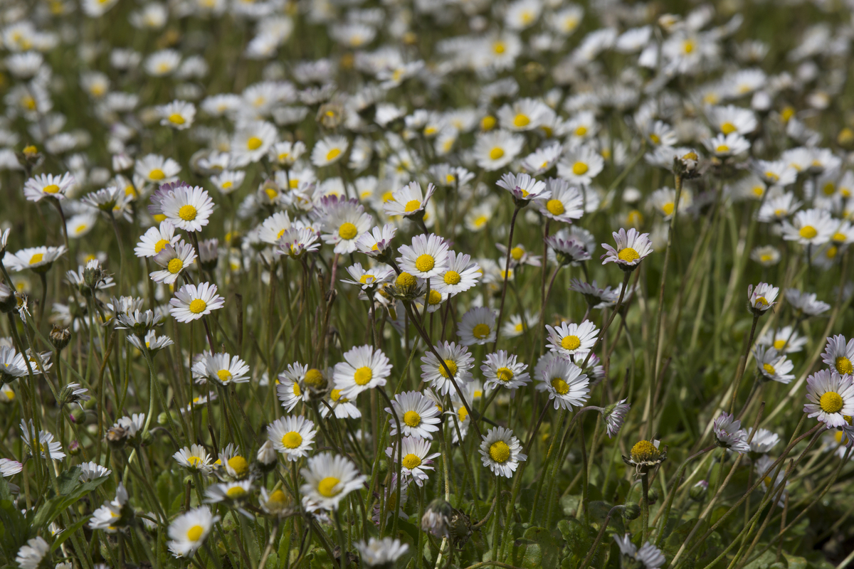 Madeliefje - Bellis perennis : Zakje