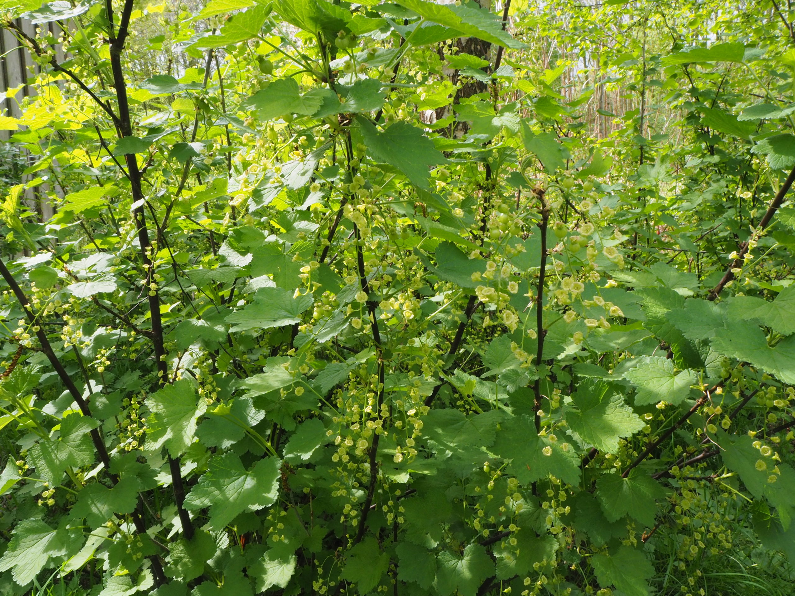 Aalbes - Ribes rubrum : Plant in C3 liter pot