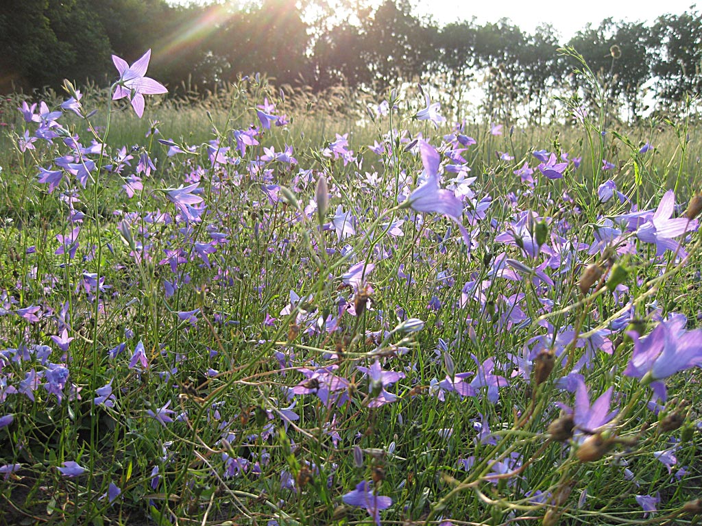 Weideklokje - Campanula patula : Plant in P9 pot