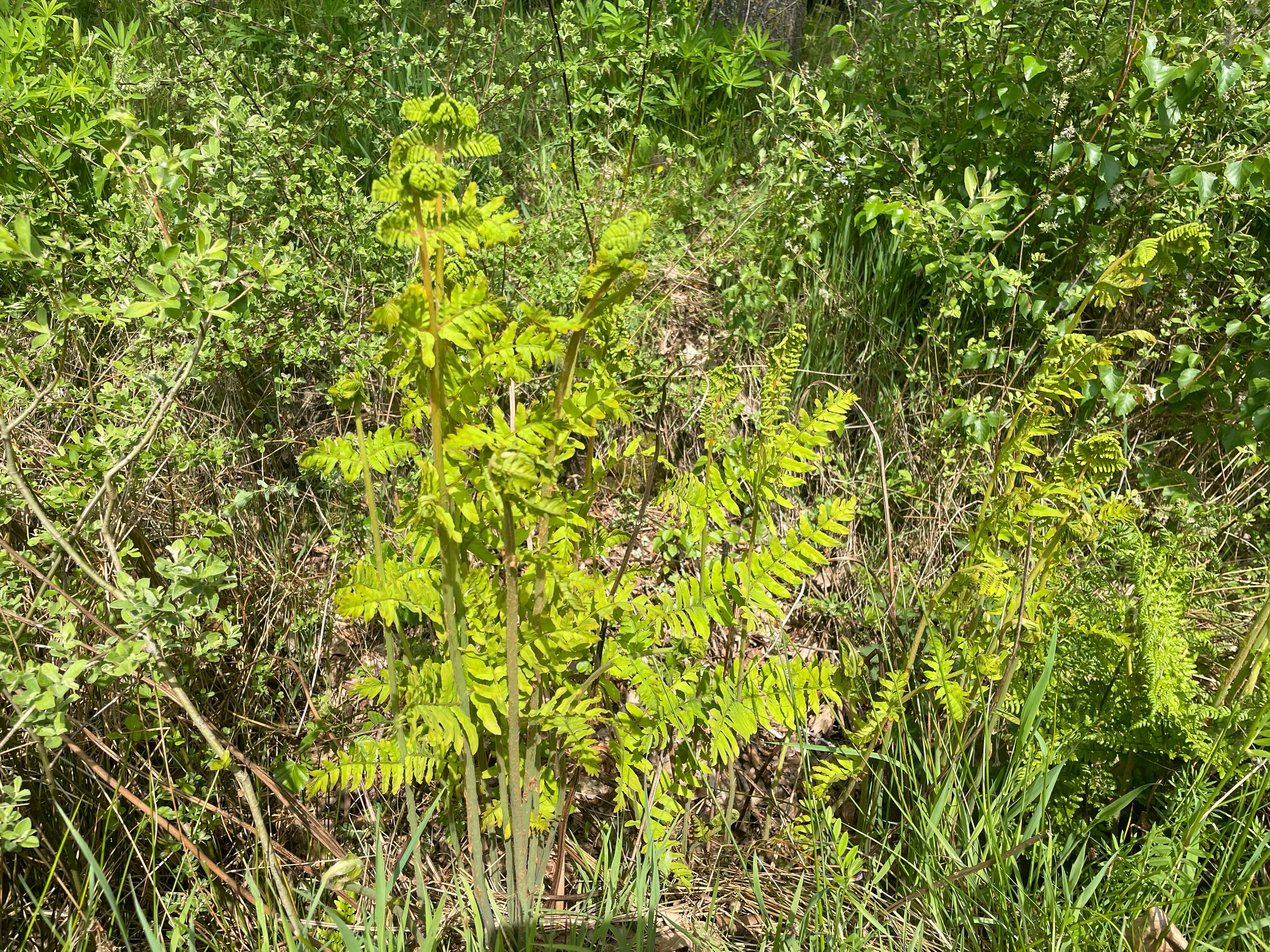 Koningsvaren - Osmunda regalis : Plant in P9 pot