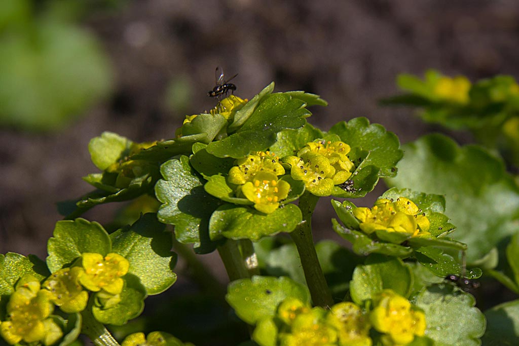 Verspreidbladig goudveil - Chrysosplenium alternifolium : Plant in P9 pot