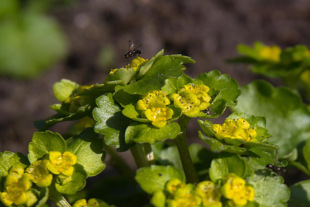 Verspreidbladig goudveil - Chrysosplenium alternifolium : Plant in P9 pot