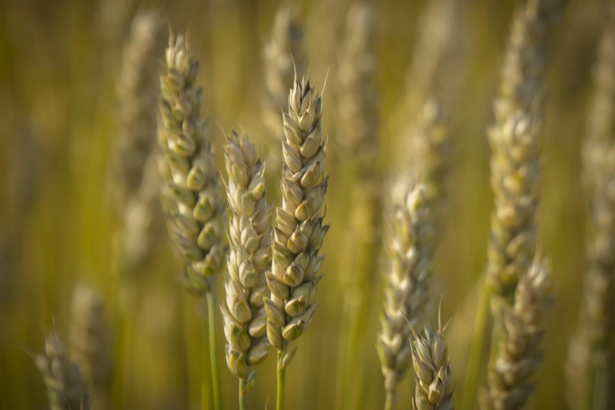 Zomertarwe - Triticum aestivum : 250 gram