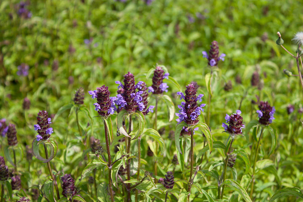 Gewone brunel - Prunella vulgaris : Zakje