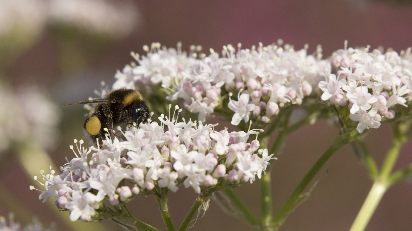 Plantpakket Libelle Hoeckje - hoog