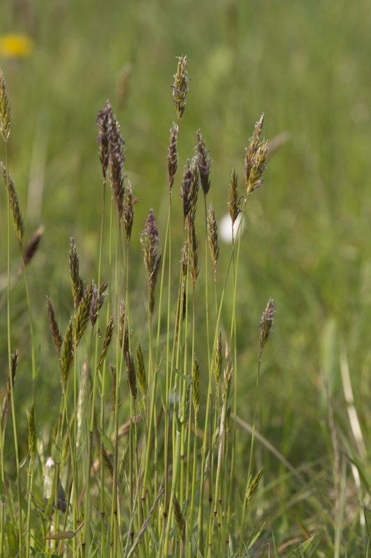 Gewoon reukgras - Anthoxanthum odoratum : Zakje