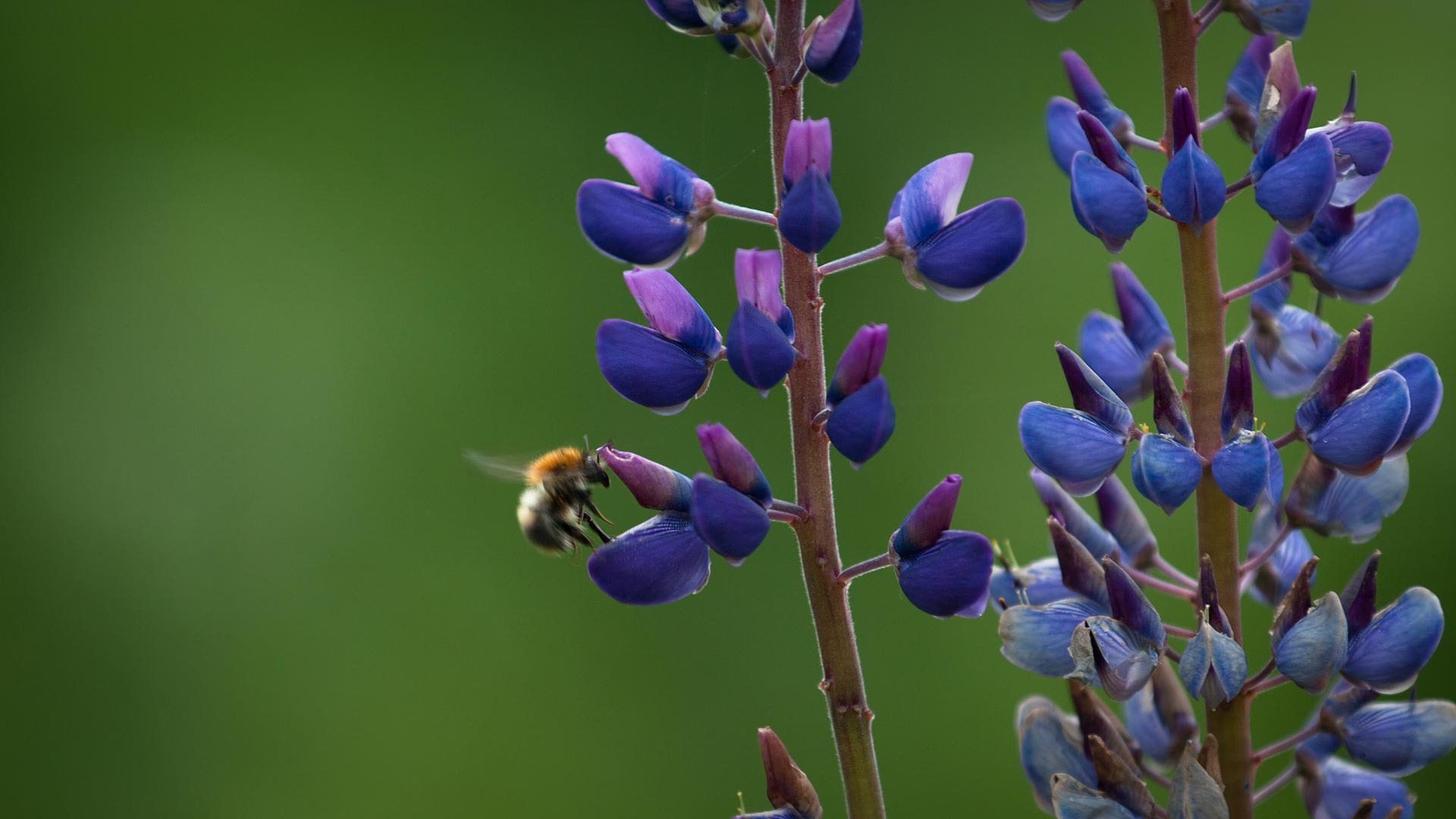 Vaste lupine - Lupinus polyphyllus : Losse grammen