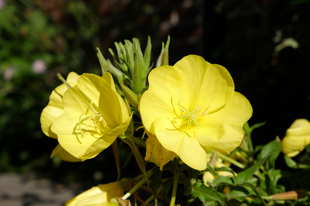 Grote teunisbloem - Oenothera glazioviana : Zakje