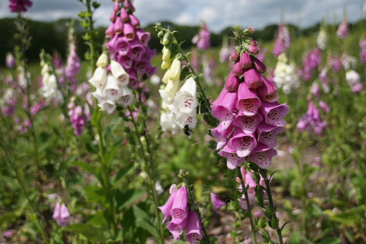 Vingerhoedskruid - Digitalis purpurea : Zakje
