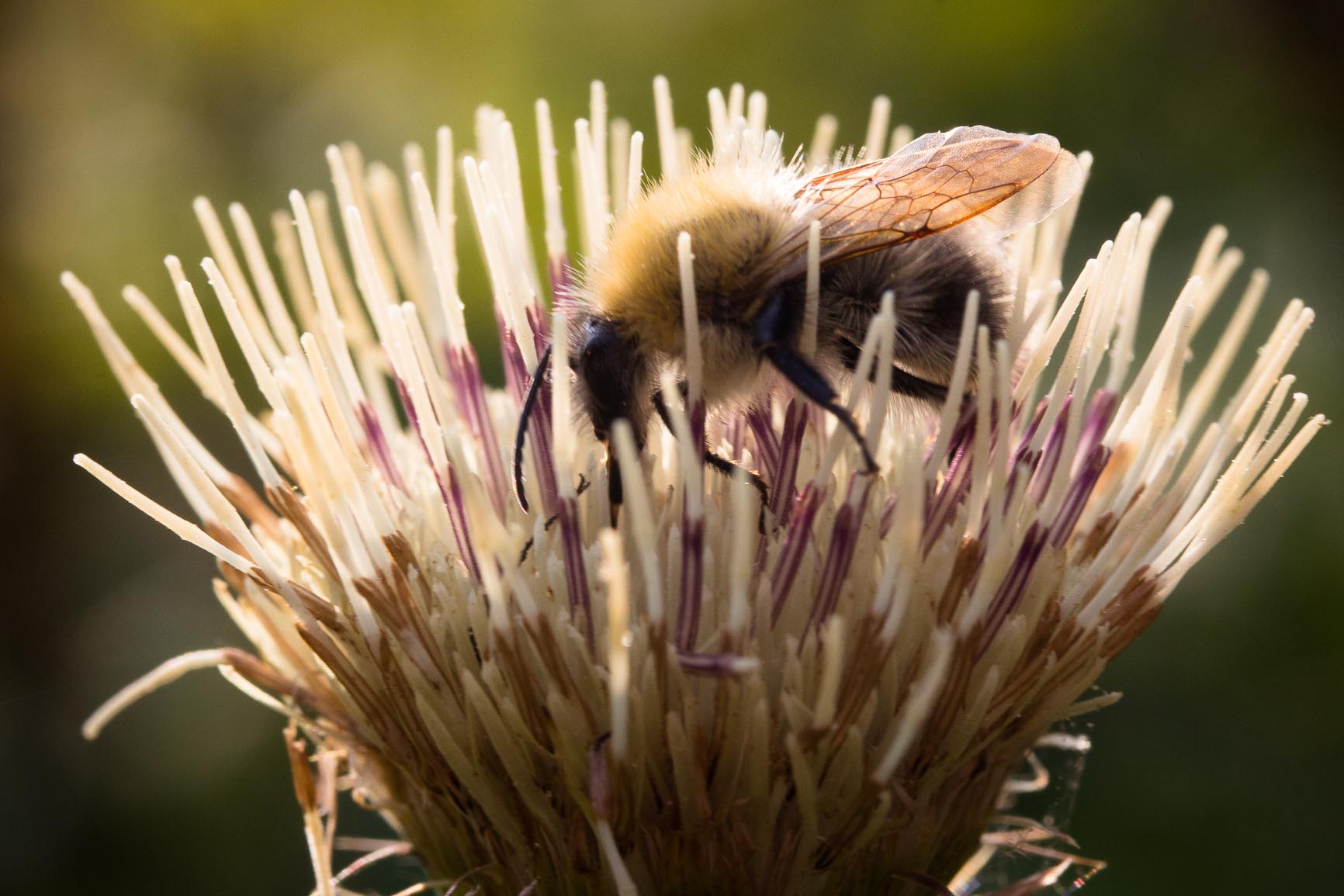 Moesdistel - Cirsium oleraceum : Losse grammen