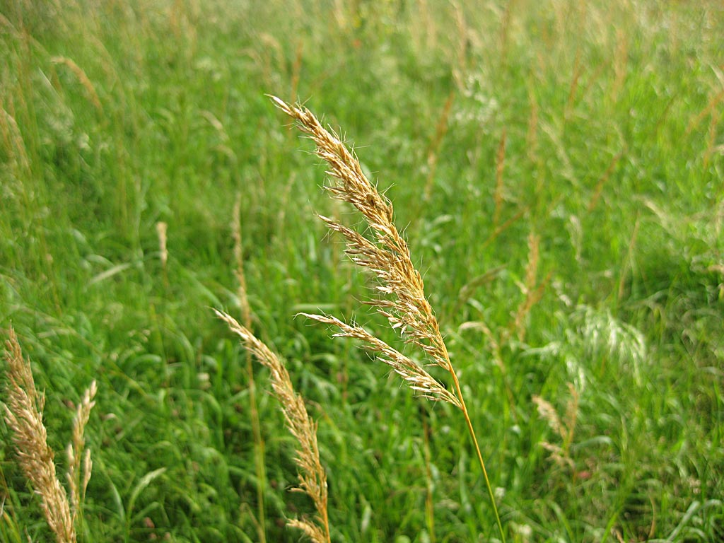 NGW3 Droogschraal grasmengsel : Losse grammen
