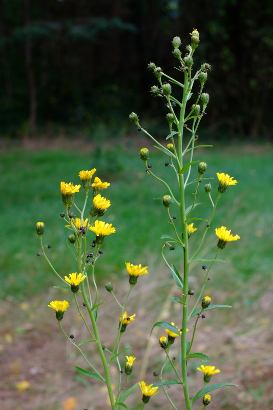 Schermhavikskruid - Hieracium sectie Hieracioides : Losse grammen