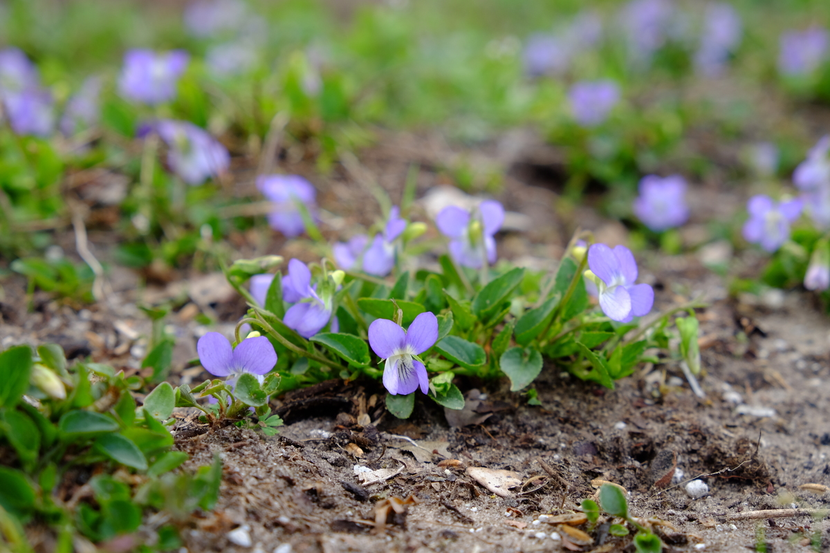 Hondsviooltje - Viola canina : Plant in P9 pot