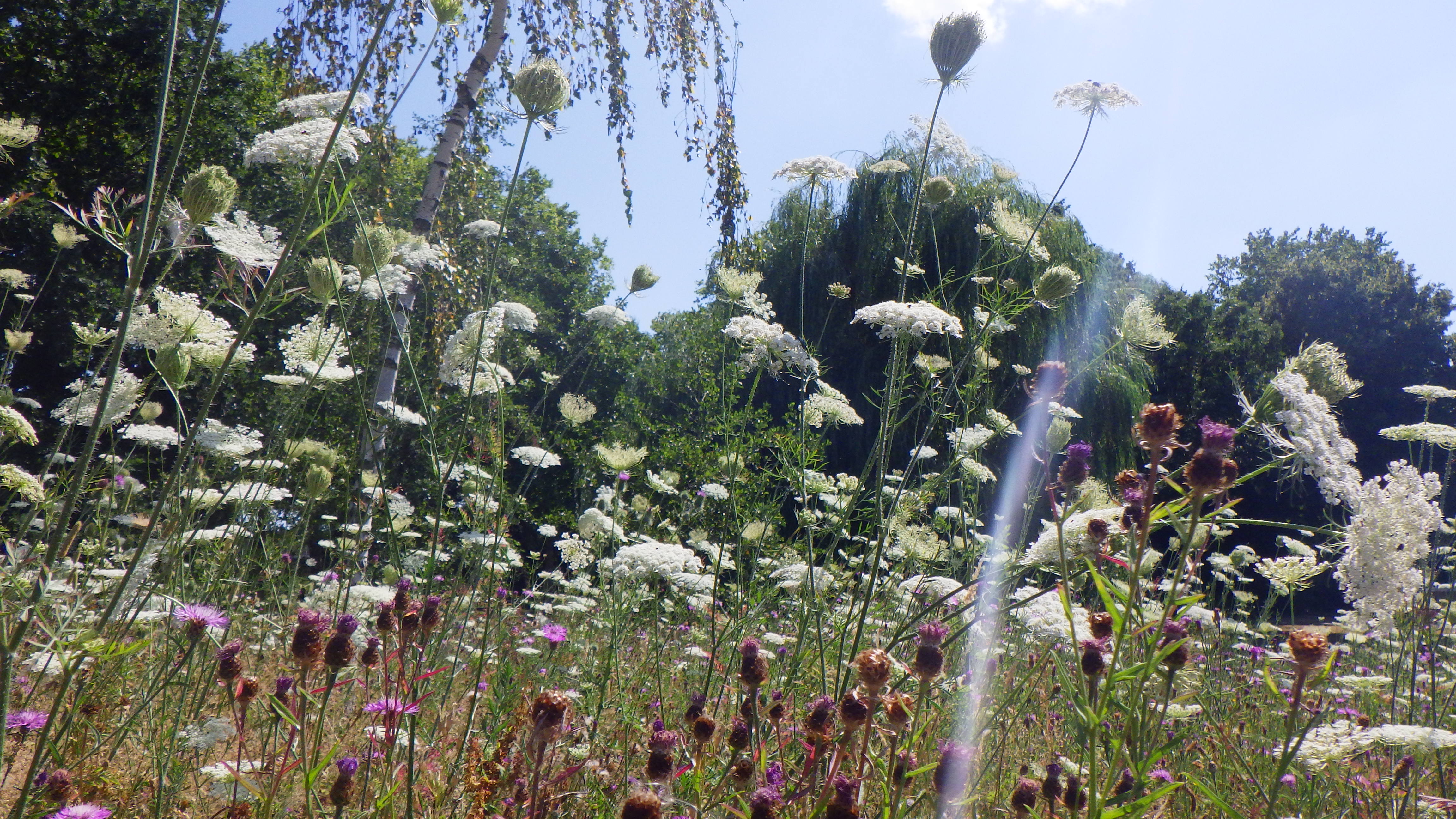 Veerkrachtige bloemenweides