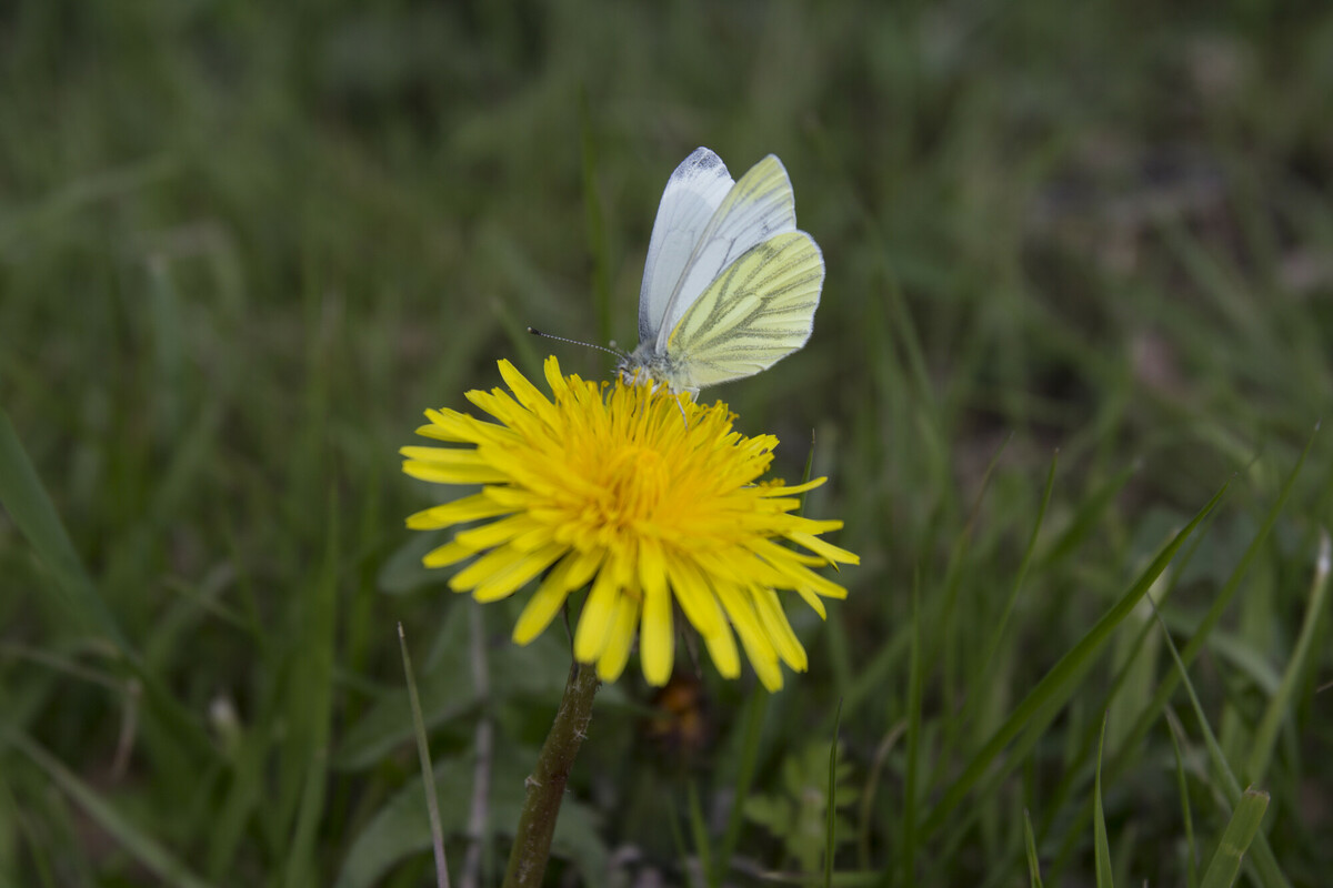 Koester de paardenbloem!