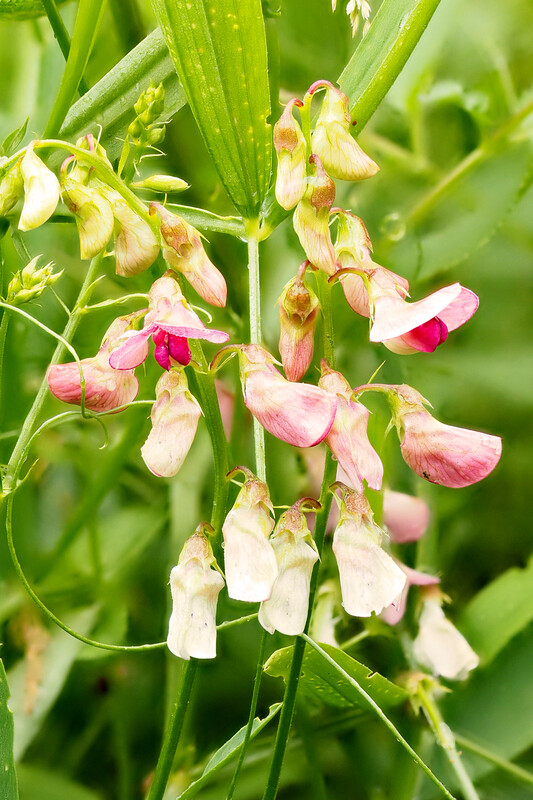 Boslathyrus - Lathyrus sylvestris : Zakje