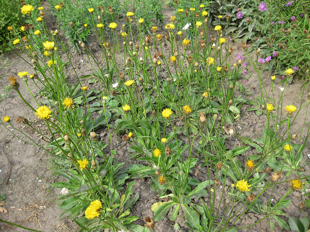 Gevlekt biggenkruid - Hypochaeris maculata : Zakje