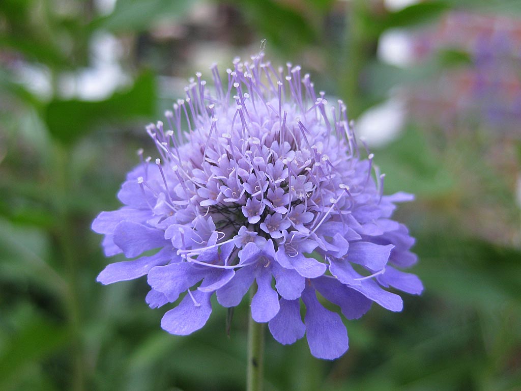 Duifkruid - Scabiosa columbaria : Losse grammen