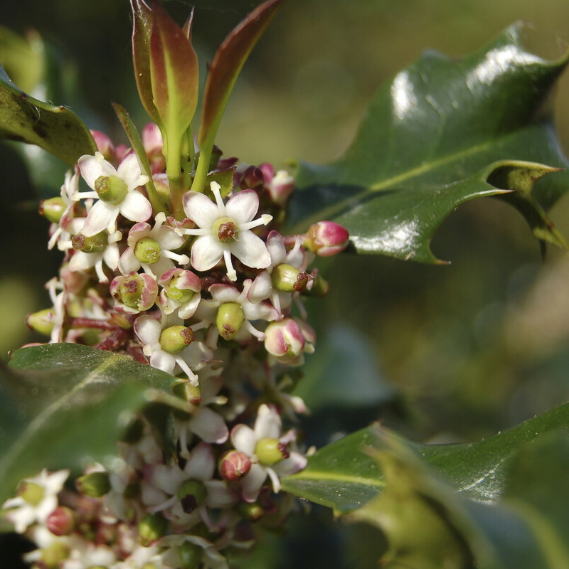 Hulst - Ilex aquifolium : Plant in P9 pot
