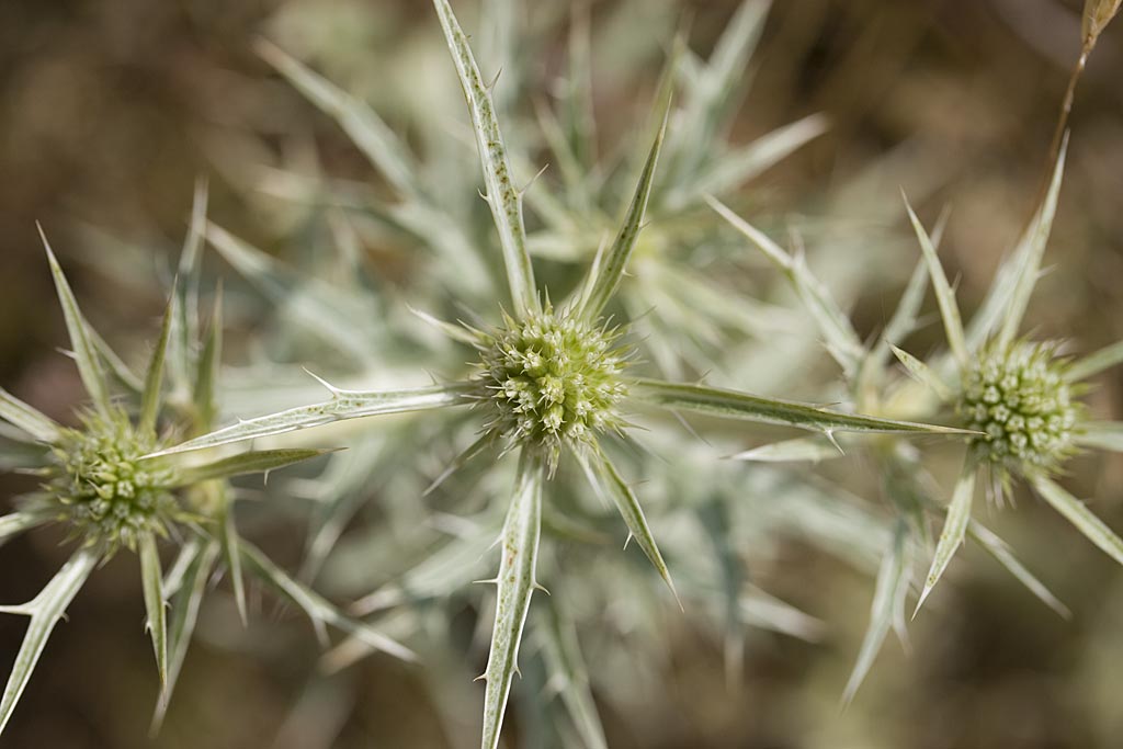 Kruisdistel - Eryngium campestre : Plant in P9 pot