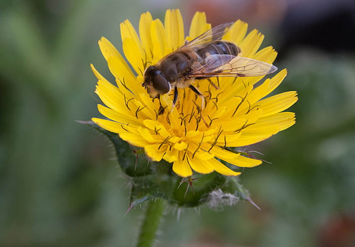 Dubbelkelk - Helminthotheca echioides : Zakje