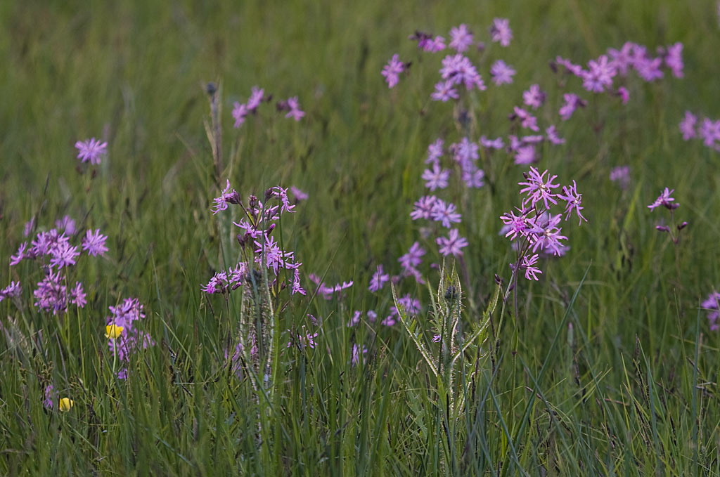 G3 Bloemrijk grasland - natte grond