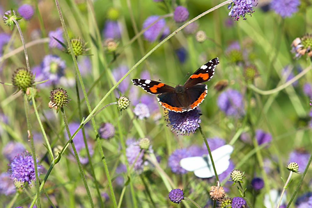 Blauwe knoop - Succisa pratensis : Losse grammen