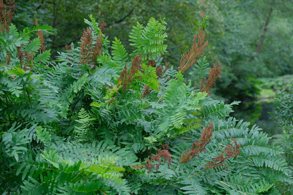 Koningsvaren - Osmunda regalis : Plant in P9 pot