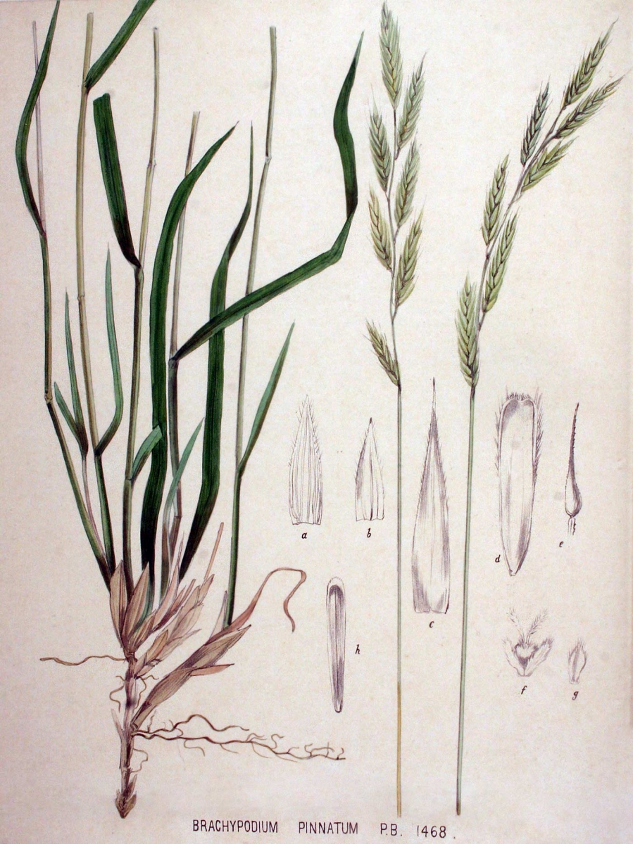 Gevinde kortsteel - Brachypodium pinnatum : Losse grammen
