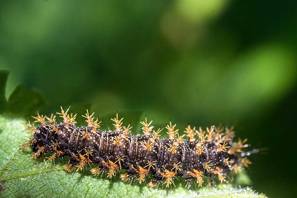 Grote brandnetel - Urtica dioica : Losse grammen