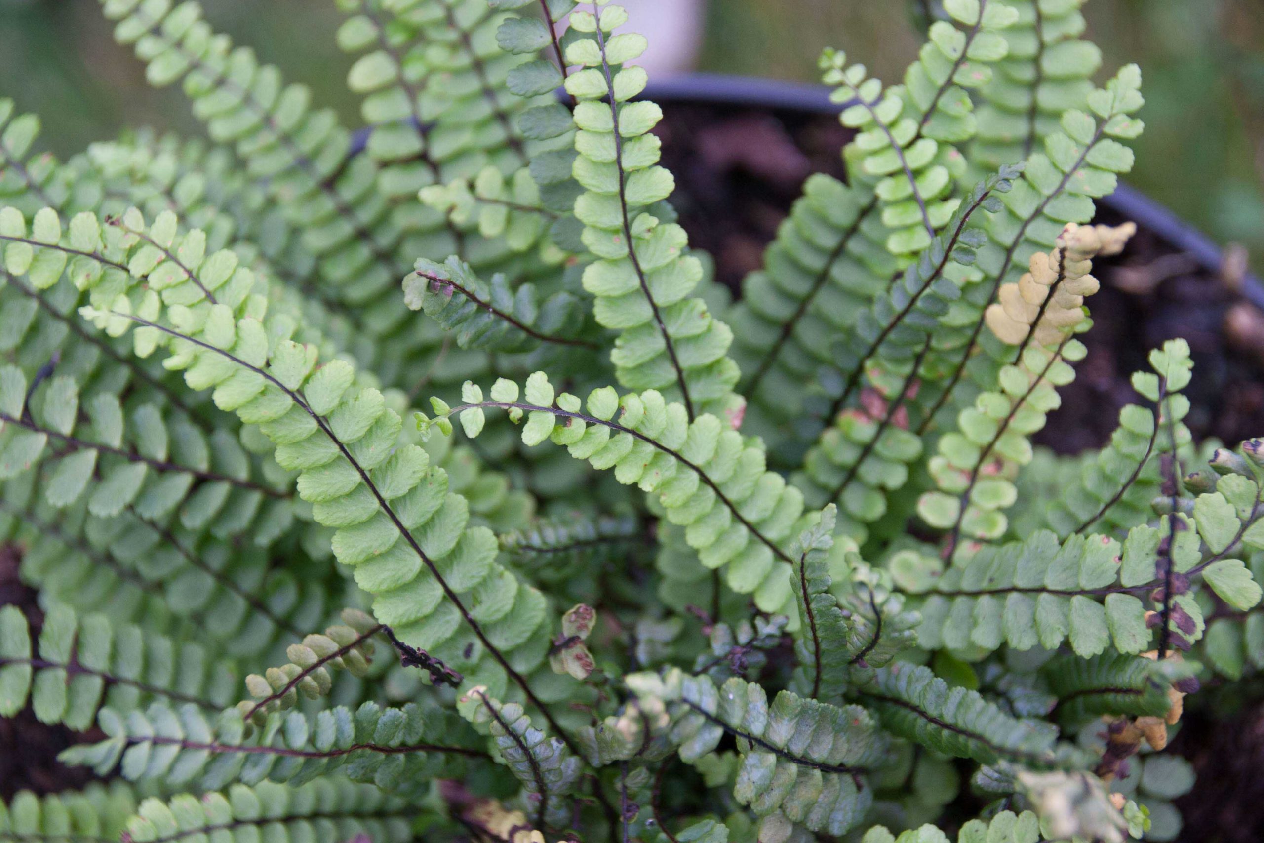 Steenbreekvaren - Asplenium trichomanes : Plant in P9 pot