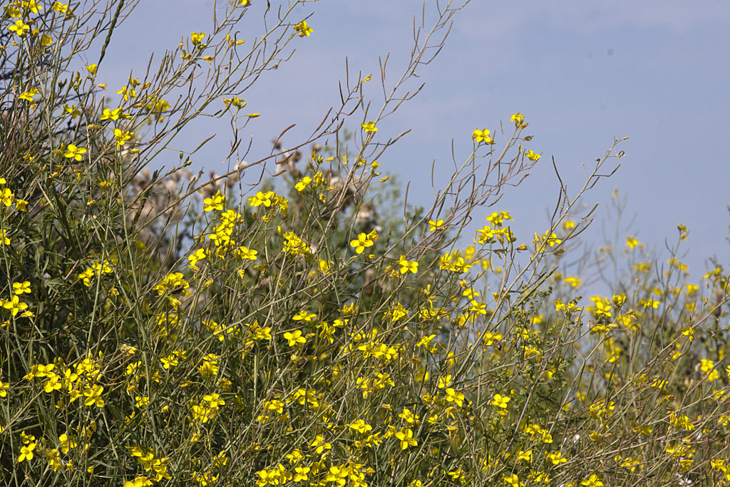 Grote zandkool - Diplotaxis tenuifolia : Zakje