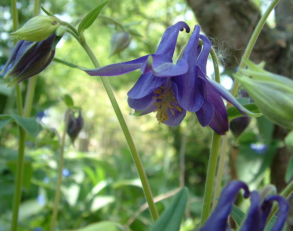 Wilde akelei - Aquilegia vulgaris : Plant in P9 pot