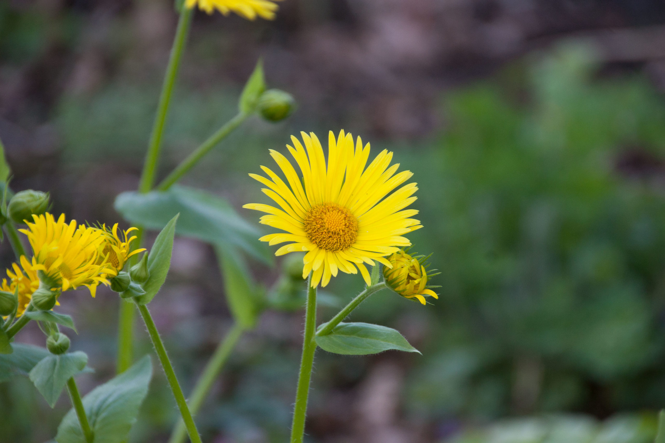 Weegbreezonnebloem - Doronicum plantagineum : Plant in P9 pot