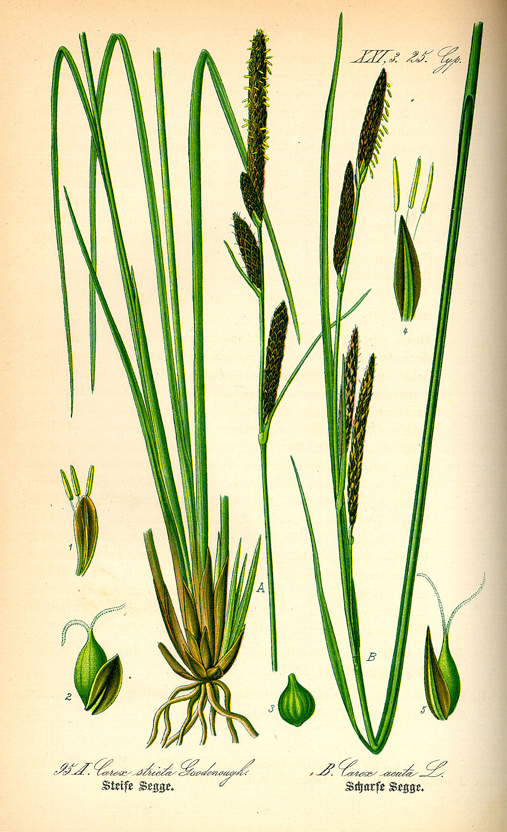 Scherpe zegge - Carex acuta : Losse grammen