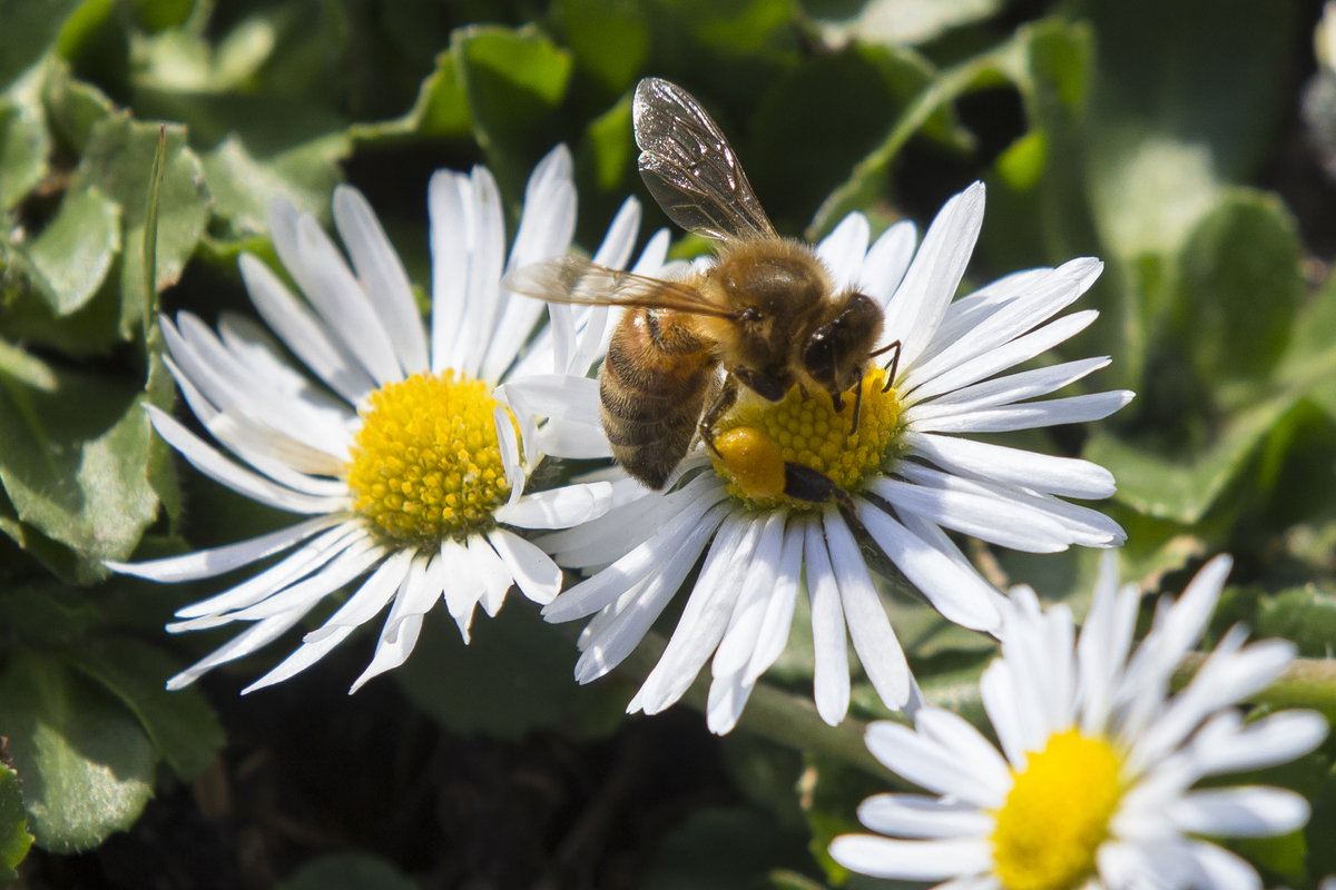 Madeliefje - Bellis perennis : Plant in P9 pot